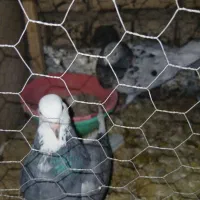 کبوتر پرشی|پرنده|اصفهان, ملک‌شهر|دیوار