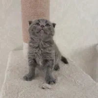 گربه بلو