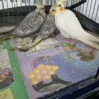 عروس هلندی ومرغ عشق