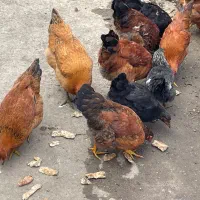 مرغ و خروس رسمی-واکسن زده