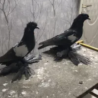 کفتر کبوتر فیلی کوینه