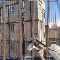 سهره جوجه قفس رام