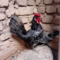 مرغ خوروس  مینیاتوری