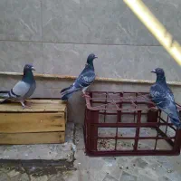 کبوتر پلاکی لطفا بخون تخفیف نداره|پرنده|قم, حنیف نژاد|دیوار