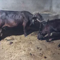 گاو و گوساله مالچه