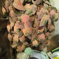 فروش سه عدد گل مصنوعی با گلدان درارتفاع های مختلف|گل مصنوعی|نجف‌آباد, باغ ملی|دیوار