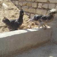جوجه مرغ ومرغ و خروس|حیوانات مزرعه|آران و بیدگل, |دیوار