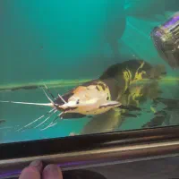 کت افریقایی|ماهی|بندرعباس, |دیوار