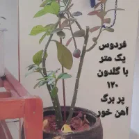 حراج وسایل|حراج|قم, شاه سید علی|دیوار