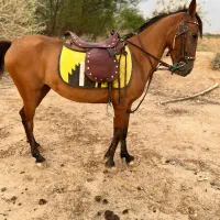 اسب مادیان سواری دار پر خون