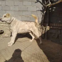 سگ گوسفندی|سگ|شیروان (خراسان), |دیوار
