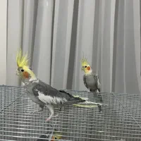 عروس هلندی نر