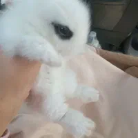 خرگوش مینی لوپ عروسکی