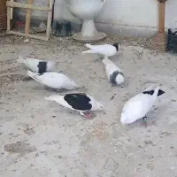 ۴عدد کبوتر|پرنده|قزوین, |دیوار