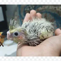 جفت عروس هلندی و جفت طوطی برزیلی|پرنده|قرچک, زیبا شهر|دیوار