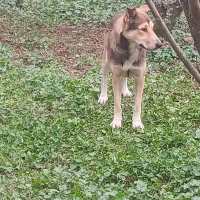 سگ نر گرگی نگهبان|سگ|سنگر, |دیوار