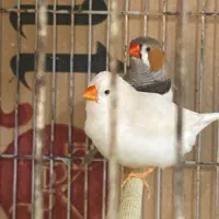 فروش پرنده زینتی