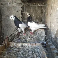 کبوتر طوق الماسی،سینه ای،سبز دم سفید|پرنده|دوگنبدان, |دیوار