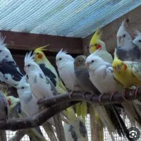 مرکز فروش و خرید عروس هلندی شبانه روز