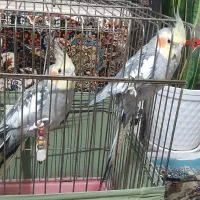 عروس هلندی|پرنده|گلستان (تهران), |دیوار