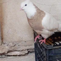 طوقی