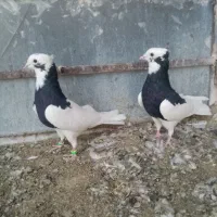 طوقی وپلاکی