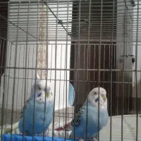 یک جفت مرغ عشق باقفس 1200000