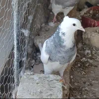 طوقی ماده|پرنده|بافق, |دیوار