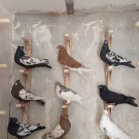 فروش تعدادی کفتر زرنگ همش با هم