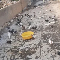 کبوتر پرشی و رنگی