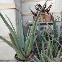 گل آلوئه ورا