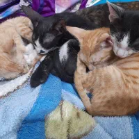 واگذاری گربه یک دونه ماده و سه تا نر آرام و سالم|گربه|بهبهان, |دیوار