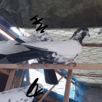 کبوتر رنگی وتیرونی|پرنده|مبارکه, |دیوار