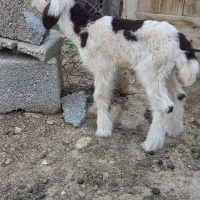 بره زیر میشی ماده همو