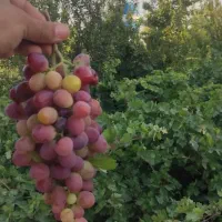 باغ ده حسن|فروش زمین و ملک کلنگی|تهران, آذری|دیوار