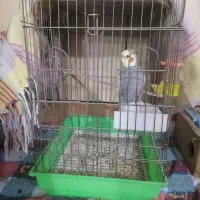 یک عروس هلندی ماده برای فروش