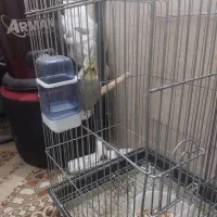 سه عددعروس|پرنده|قم, شهرک سازمان آب|دیوار