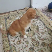 تربیت شده باهوش|سگ|خرم‌آباد, |دیوار