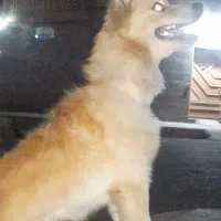 سگ روباهی|سگ|دزفول, |دیوار