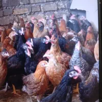 جوجه مرغ خروس داروای کشتار  شیراز