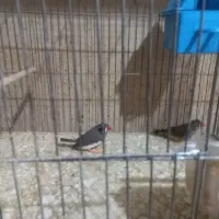 فنج زبرا ولپ سیاه|پرنده|مبارکه, |دیوار