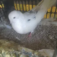 کبوتر نر خال پیس|پرنده|شاهین دژ, |دیوار