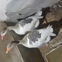 ب علت کمبود جا آدرس فاطمیه..قیمت توافقی|حیوانات مزرعه|نطنز, |دیوار