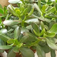 گل و گیاه طبیعی (درختچه)
