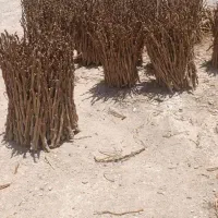 چوب