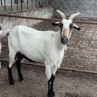 بز دورگ سنن و مورسیا