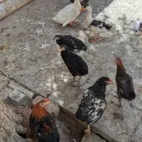مرغ و اردک