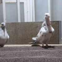 ۲ عدد کبوتر