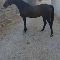 اسب|اسب و تجهیزات اسب‌سواری|اهواز, اهواز|دیوار