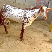 ناب و خارجی|حیوانات مزرعه|تهران, آرارات|دیوار
